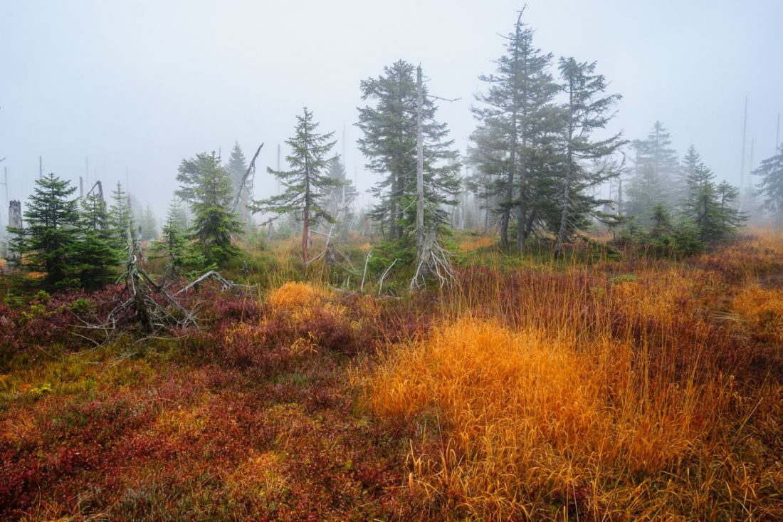 Colours of the bog