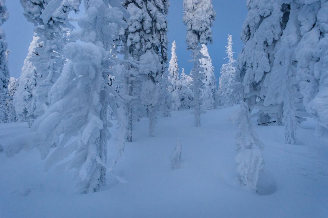 White forests reflecting remaining light long after sunset.