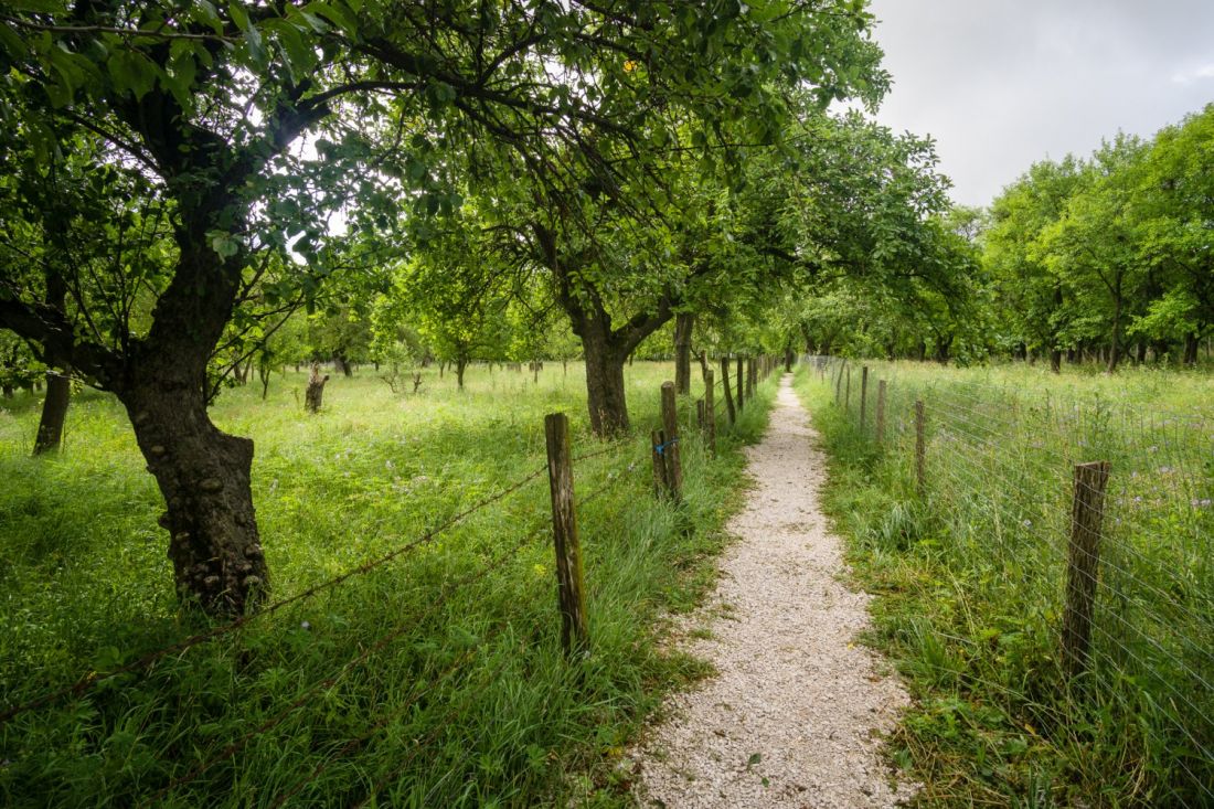 Orchard and blooming meadows in Viscri