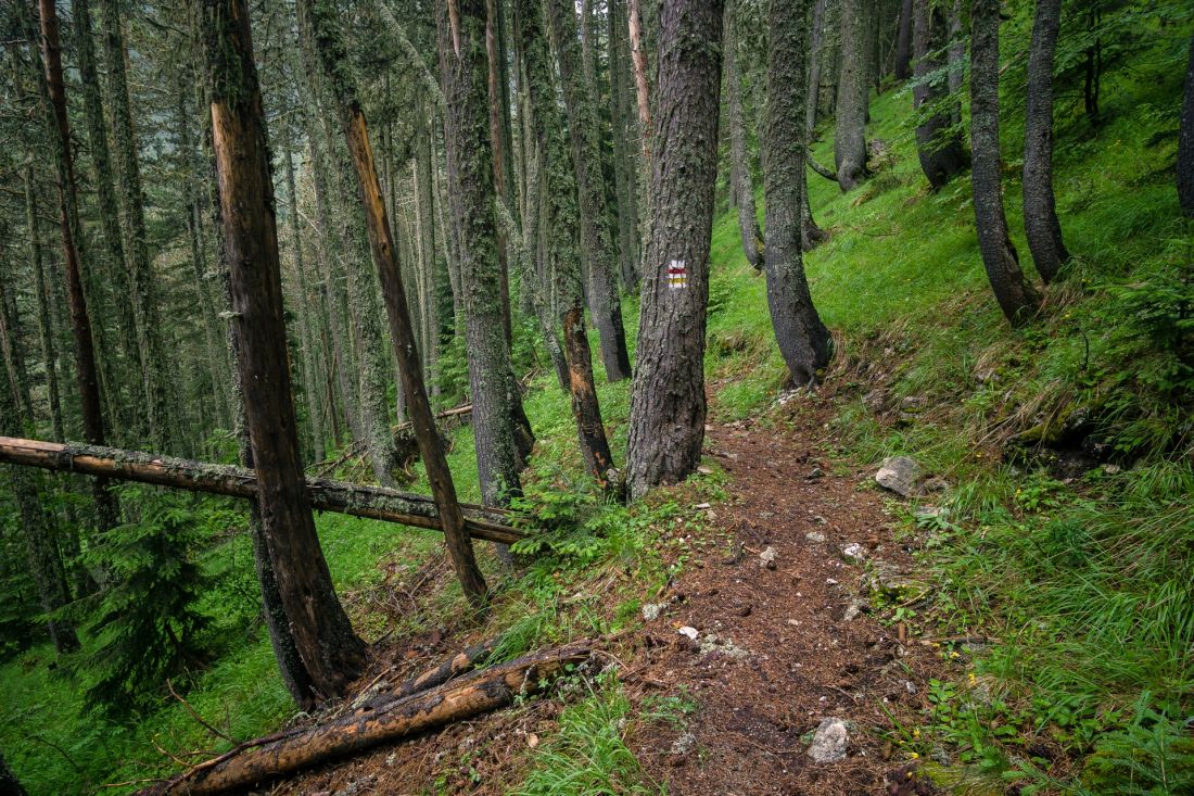 Woods above Yavorov hut