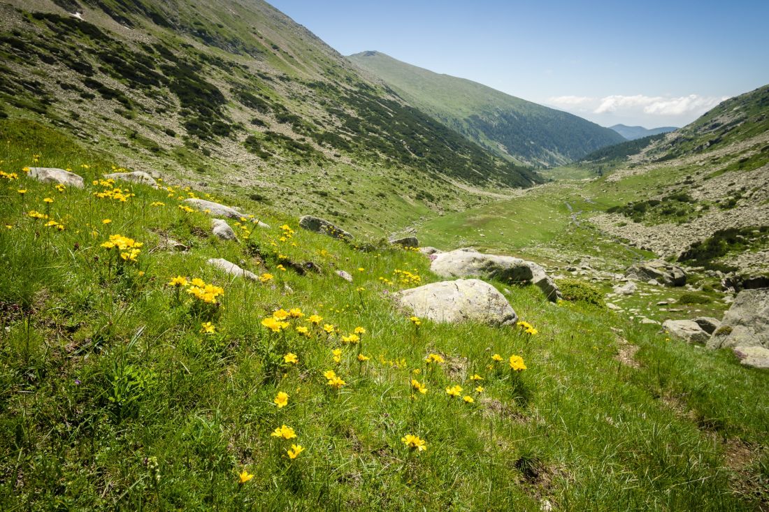 Blooming southern slopes.