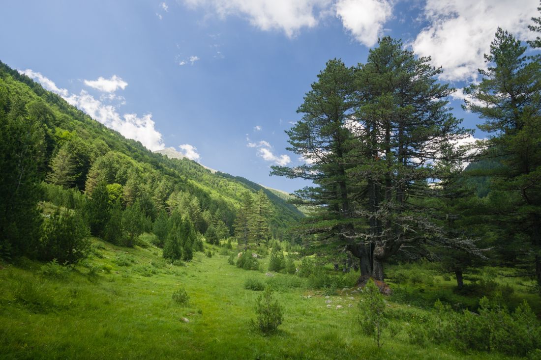 In the shade of old pine trees.