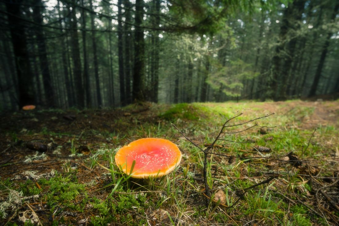 Carpathian dark forests are full of mushrooms in autumn.