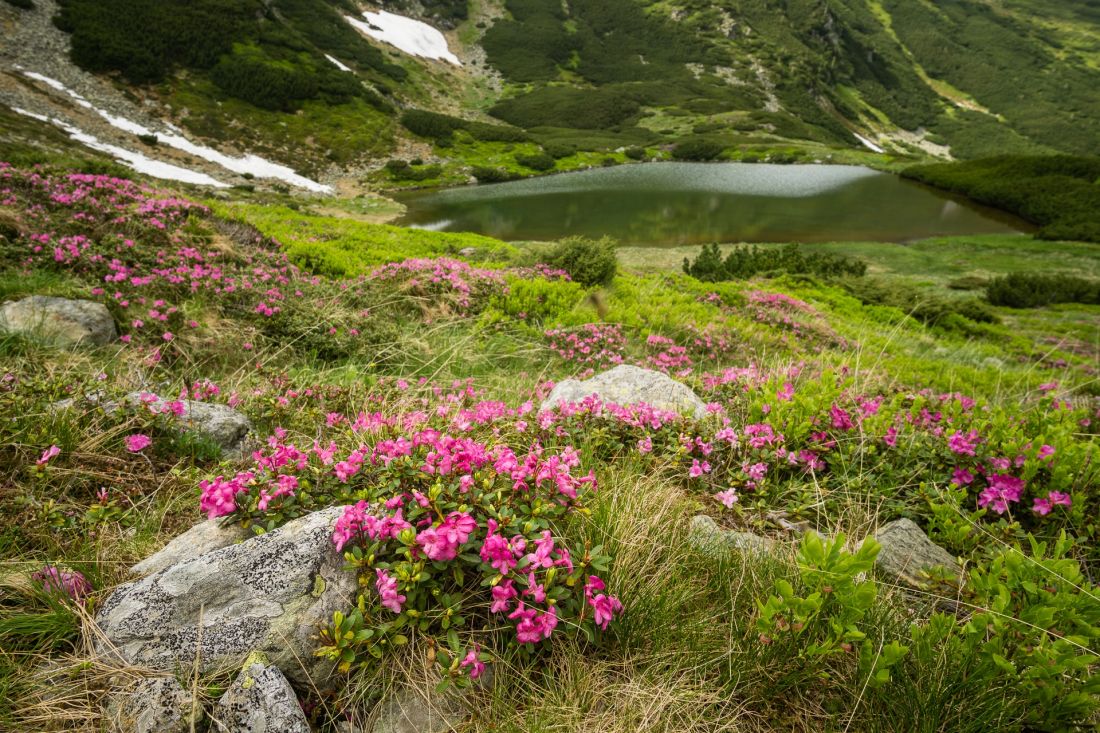 Jezero Lala Mare a první pěnišníky.