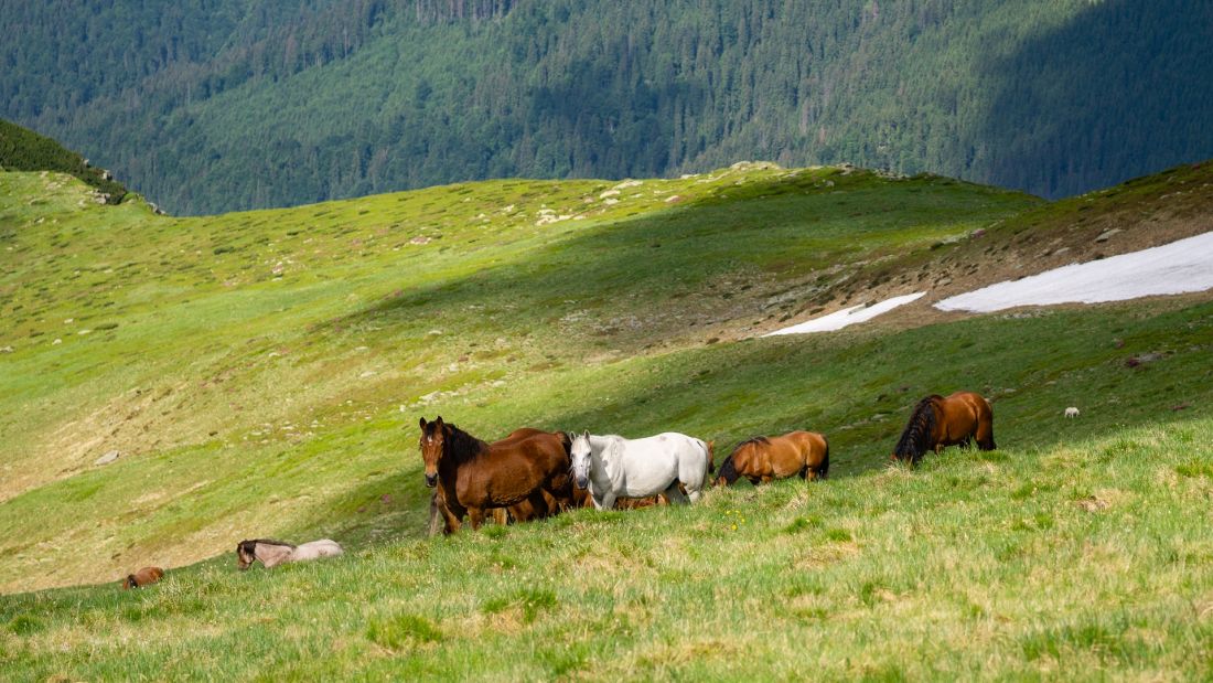 Semi-wild horses on the slopes.