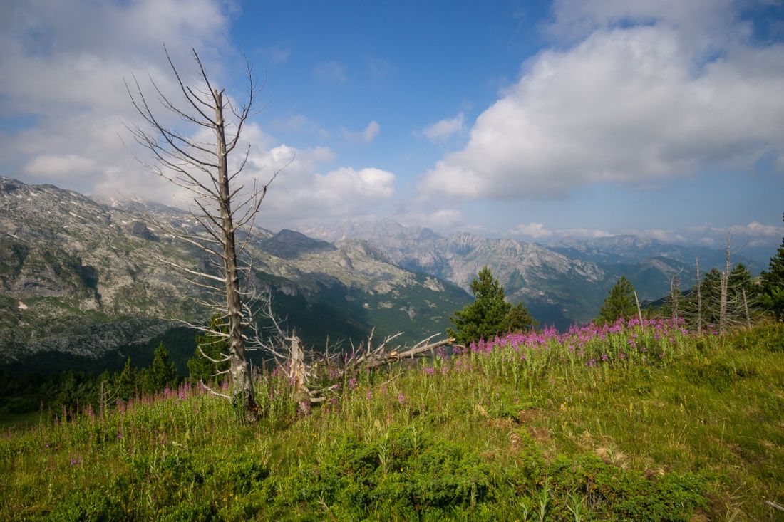 Spálené lesy pod vrcholem Bora.