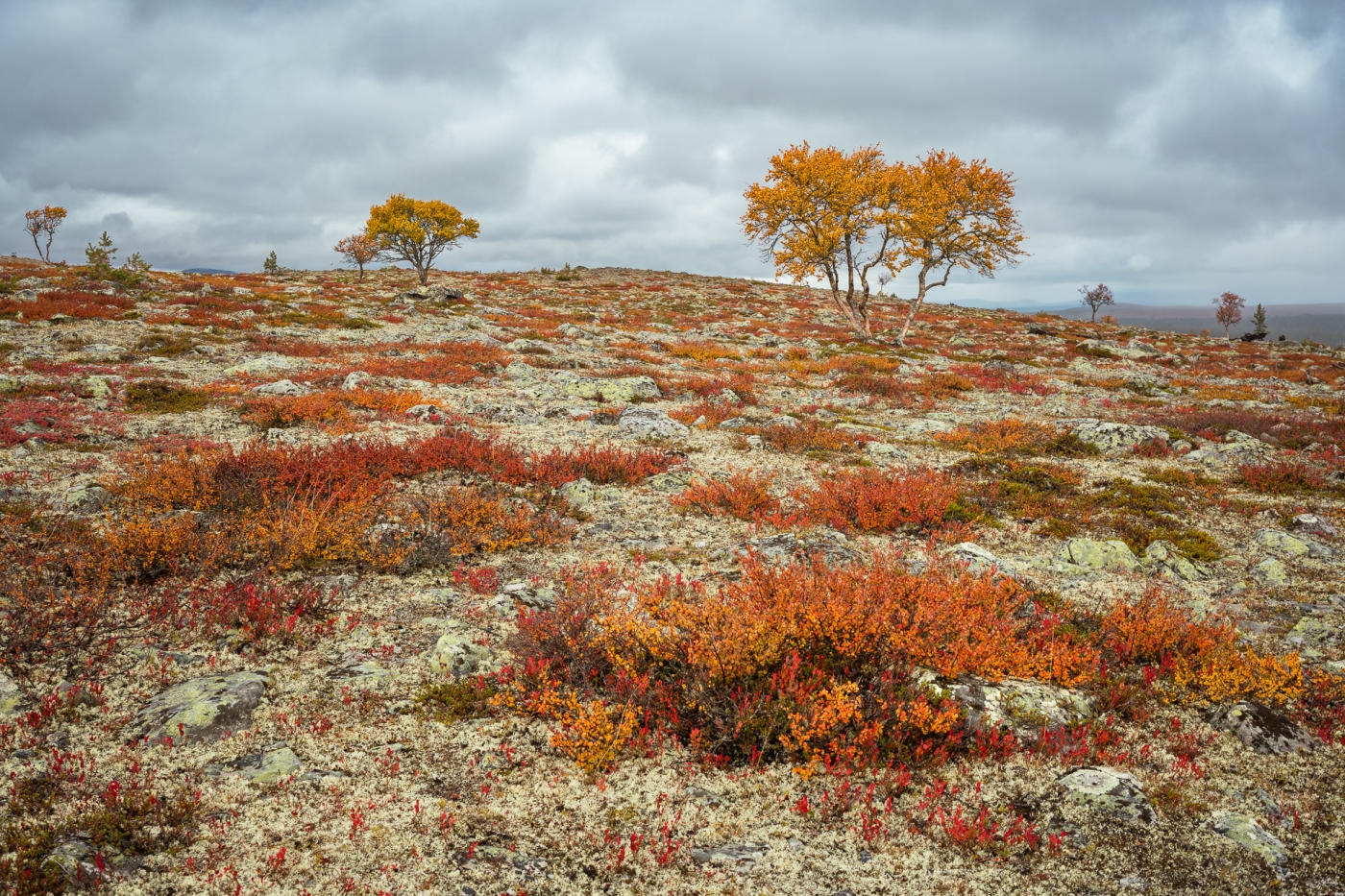 Femundsmarka - colourful tundra