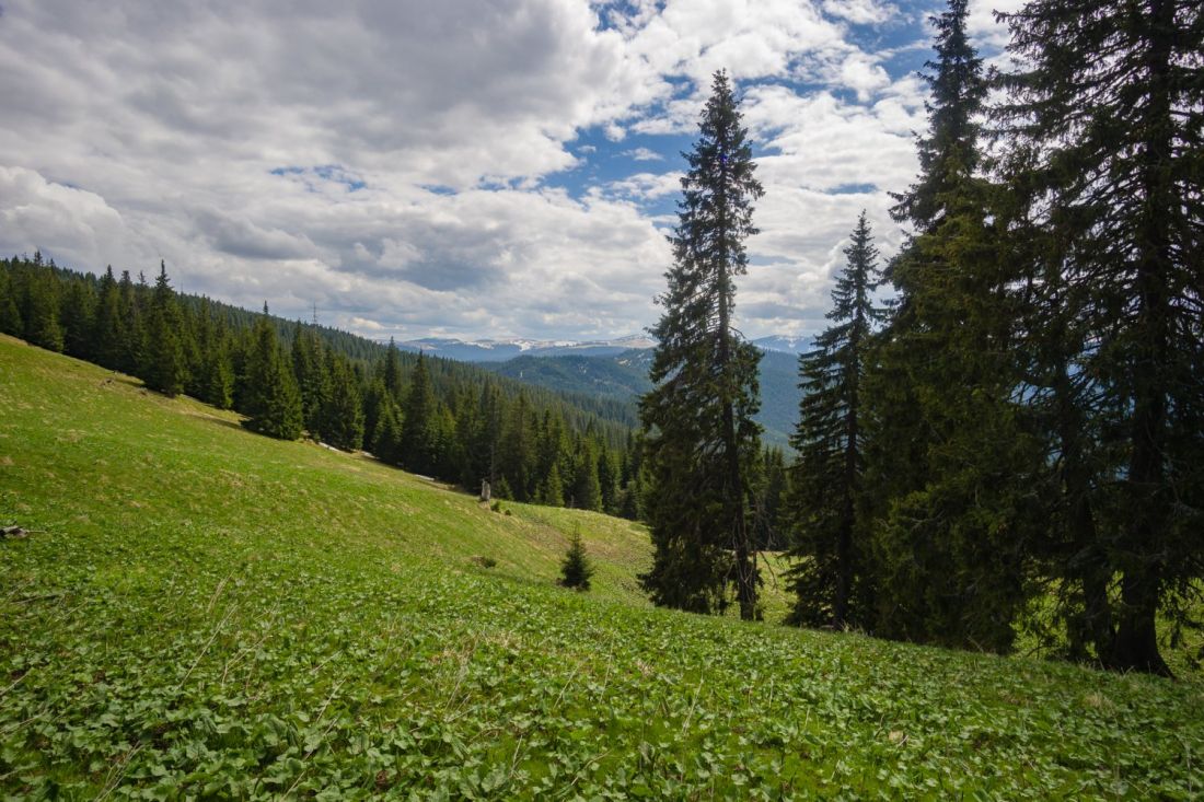 Polonina Wertopy pohled směrem ke hranici s Rumunskem