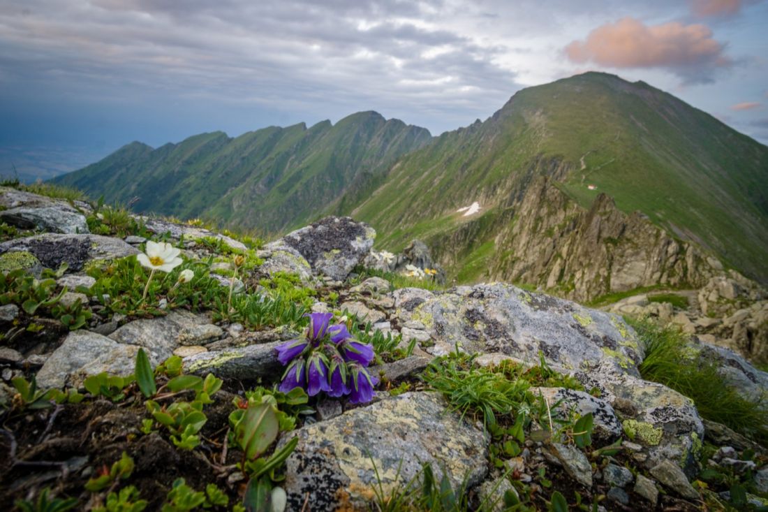 Carpathian bellflower