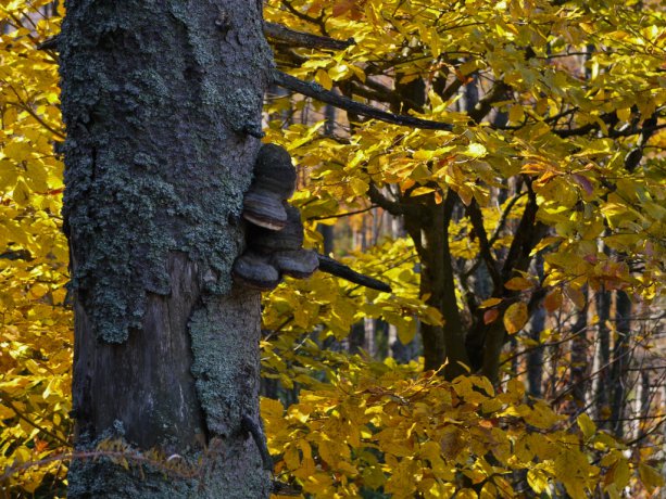 Staré stromy v soutěsce Teufelsloch