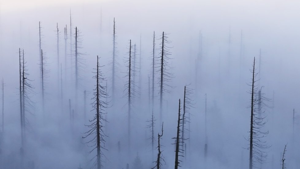 Spirits of the dead wood
