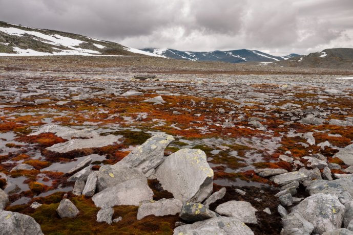 Dovrefjell plains