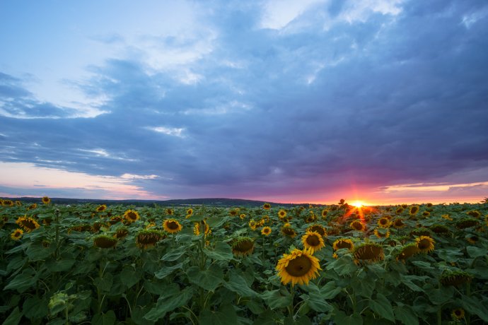 Sunflower field