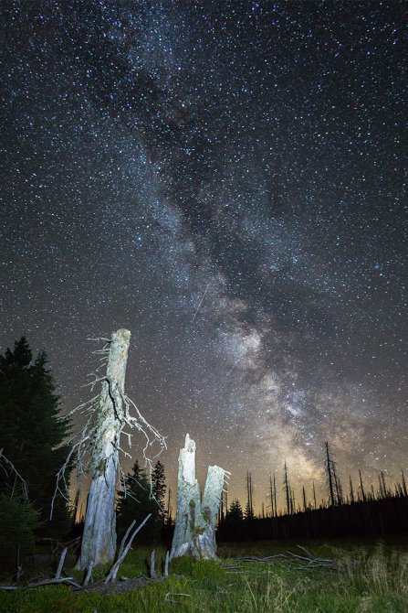 Night in the wilderness