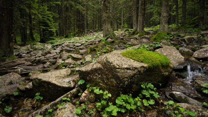 Carpathian forests