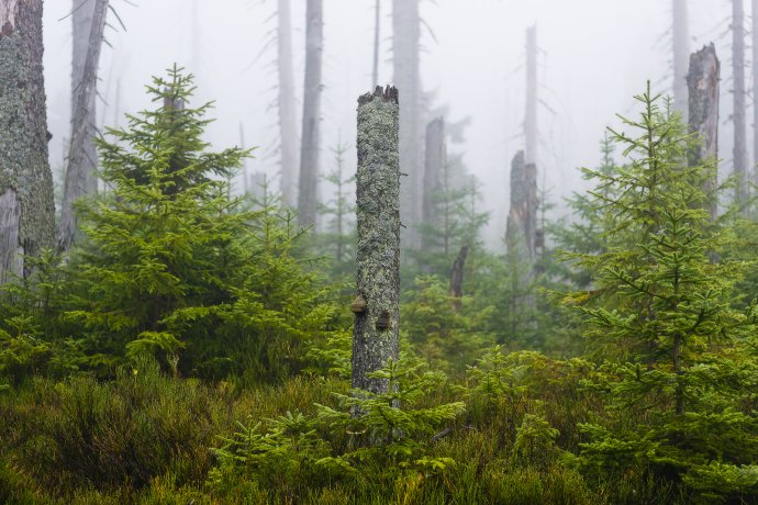 On the grenzsteig