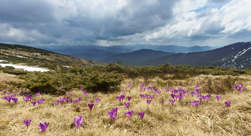 Crocus mountains