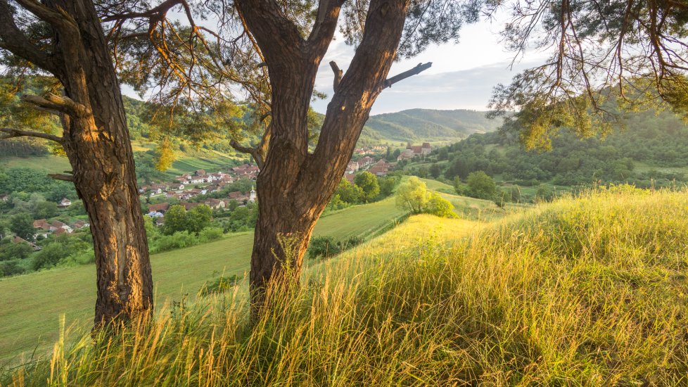 Pod starou borovicí