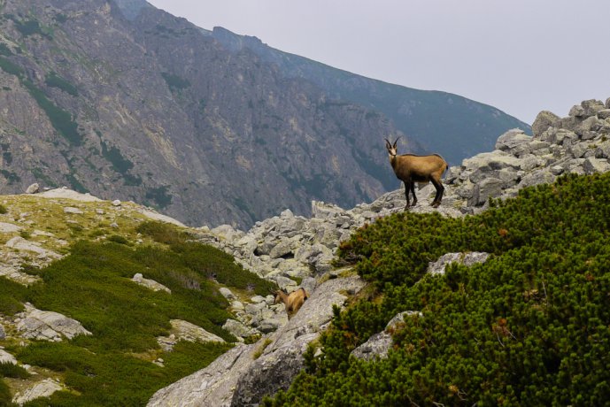 Chamois