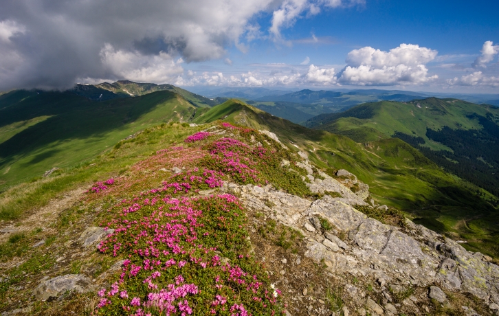 Blooming Rodnei mountains