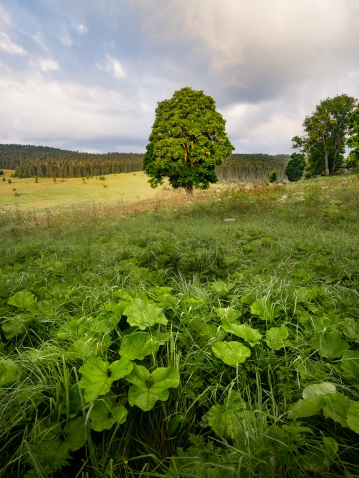 Ráno na Zhůří