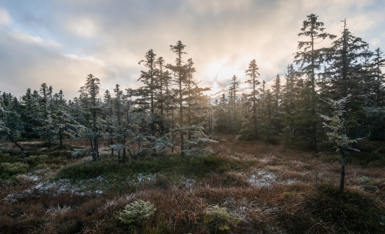 In frozen bogs