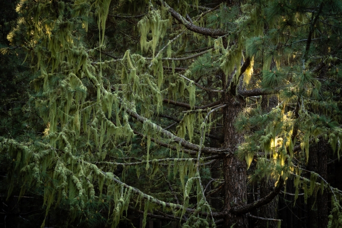 Spanish moss