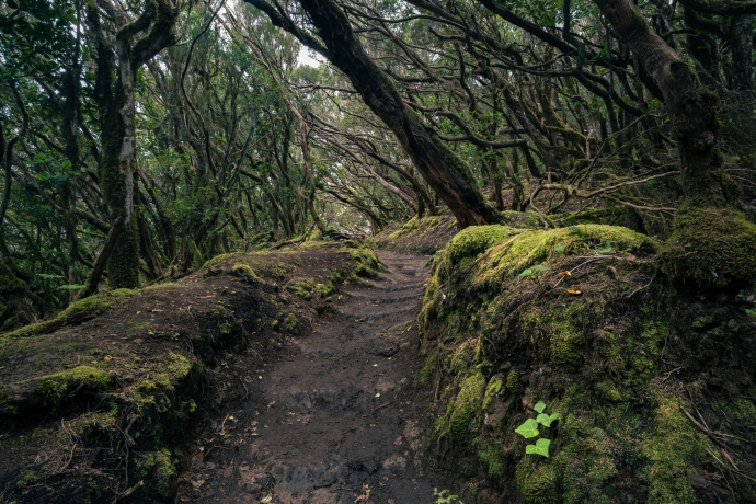 Laurel forests