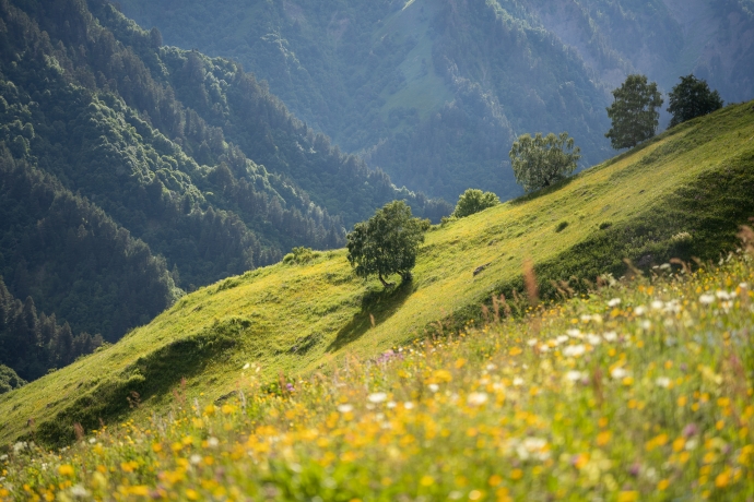 Caucasian plains