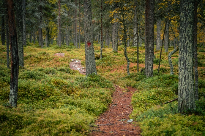 Forests of Femundsmarka