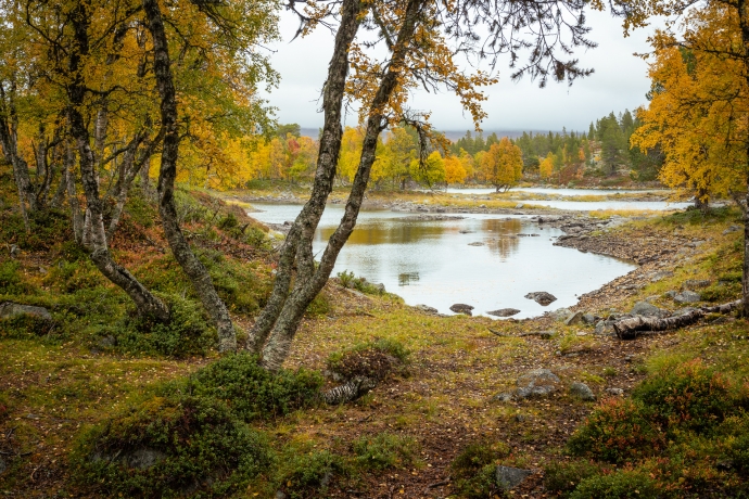 Ristjønnan