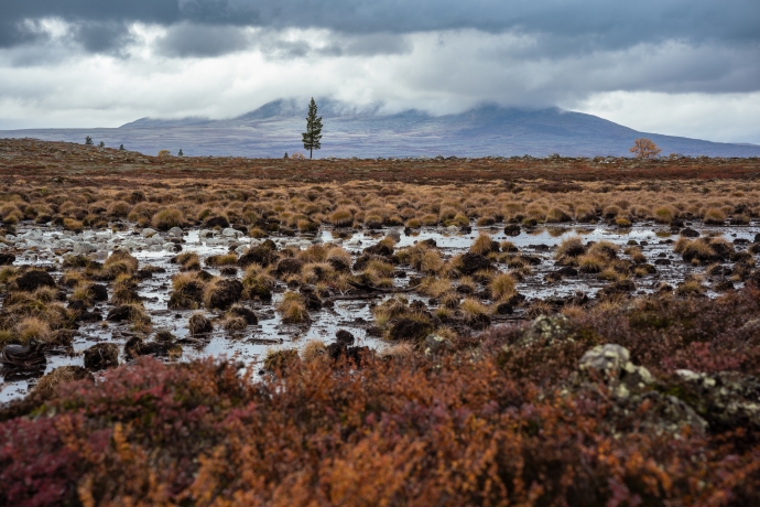 Swamps at Røvoltjønnan