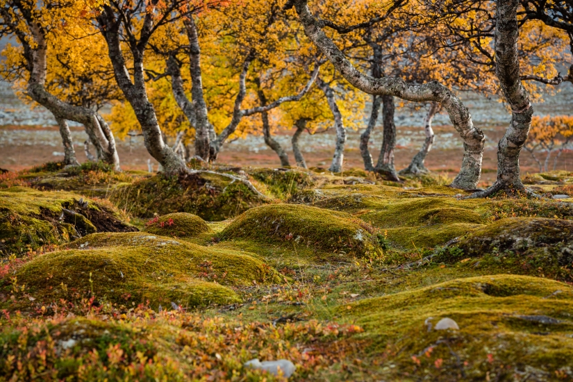 Nadýchané mechové baldachýny