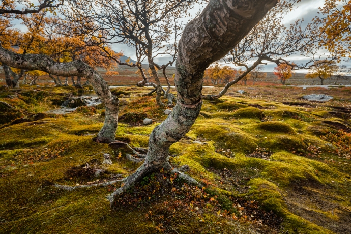 Birches at Oasen