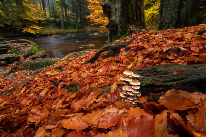 Mushrooms over the river