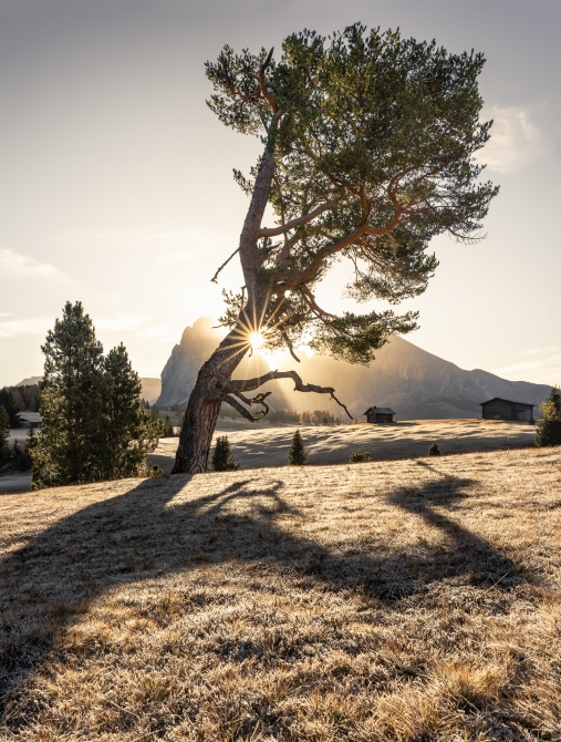 Shadow of the pine