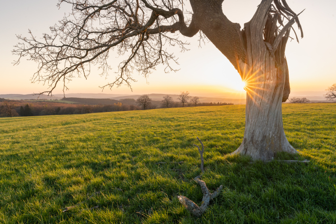 The witch tree