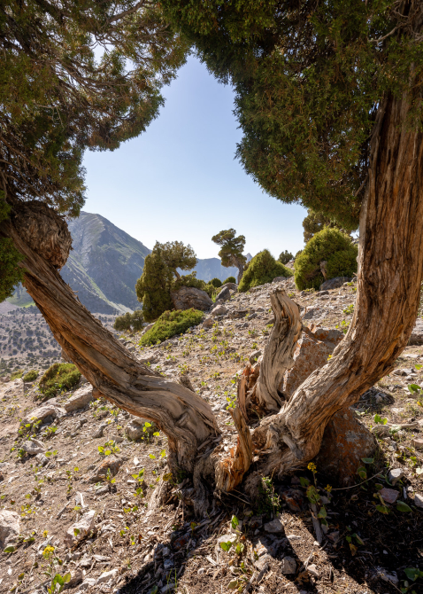 Thuja views