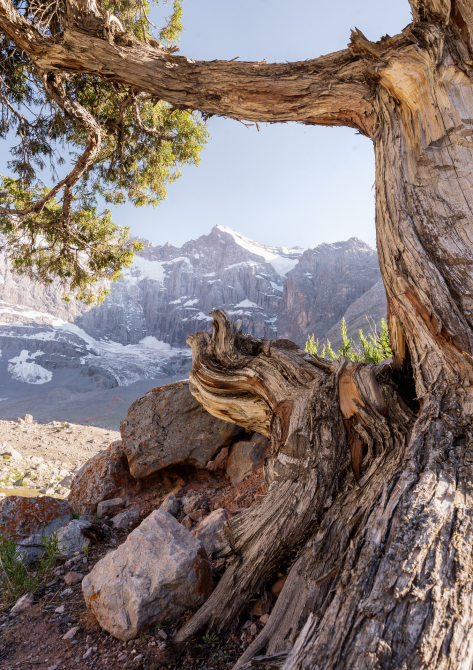 A twisted tree