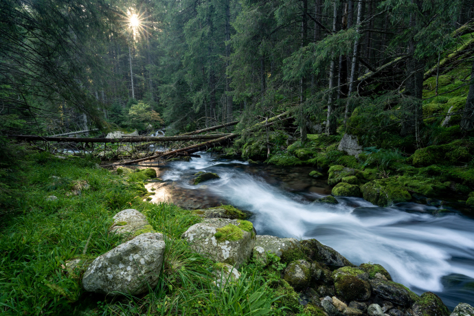 In the forest of bears