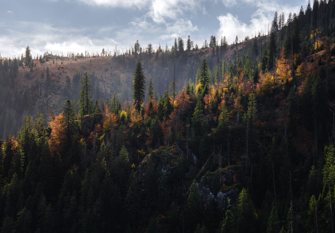 Autumn wilderness