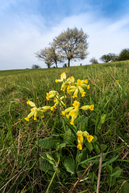 On spring meadows