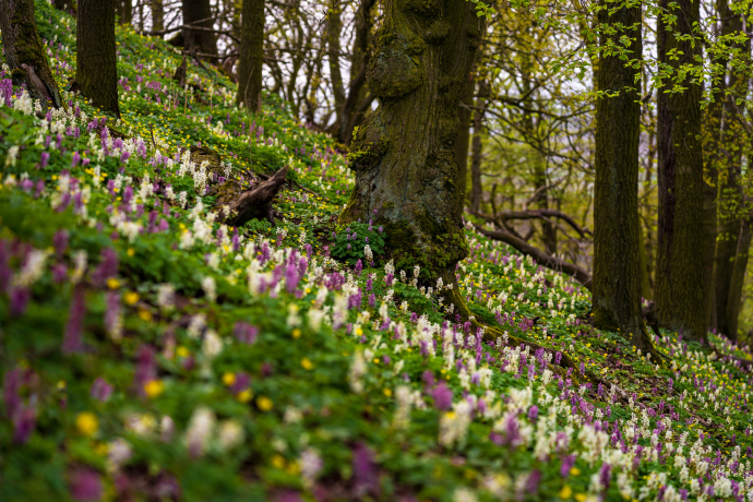 In the blooming forest