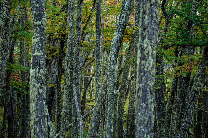 Nothofagus forest