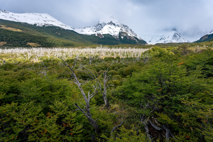 Skeleton forest