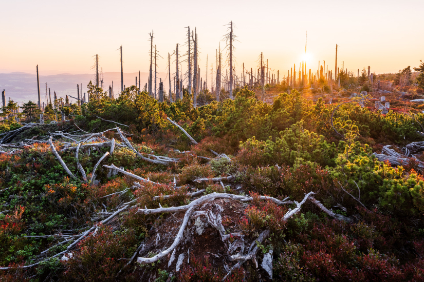Old forest at Trojmezná