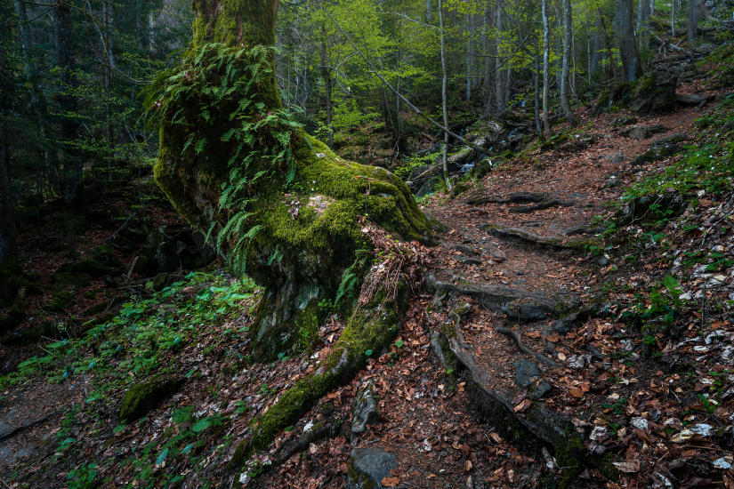 Gloomy Höllbachgespreng