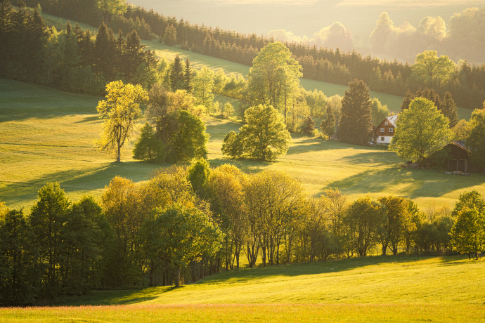 Spring greenery on meadows