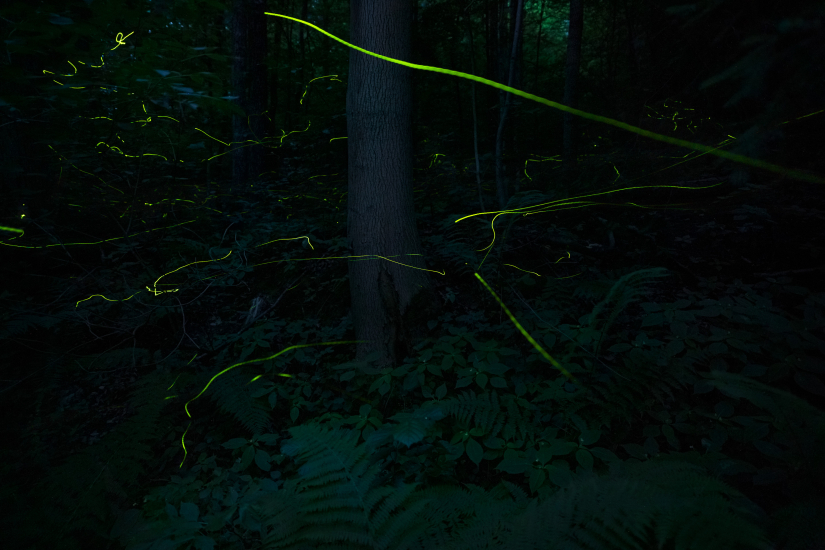 Ve světélkujícím lese