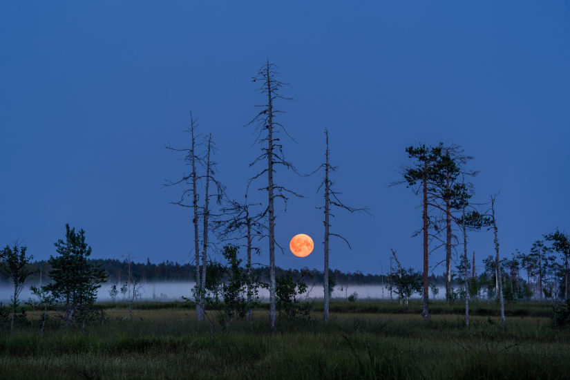 Full moon over the swamp